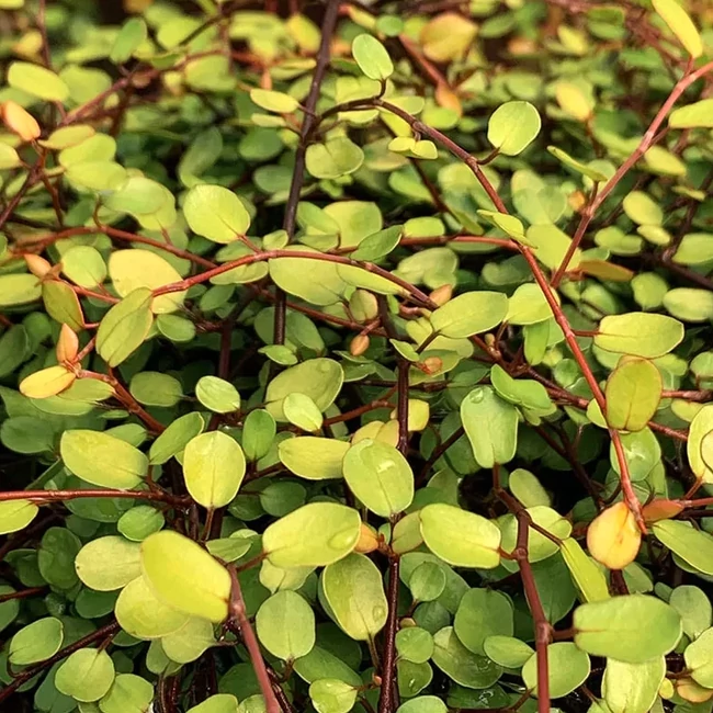 Muehlenbeckia complexa 'Golden Girl' / Kúszó keserűporclián, angyal szőlő