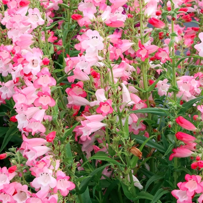 Penstemon hartwegii 'Flock of Flamingos' / Bugatölcsér