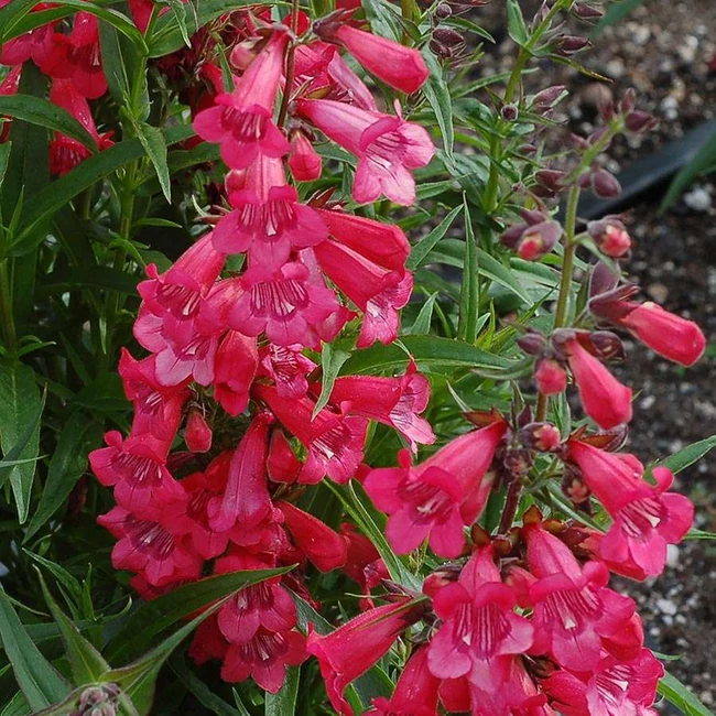Penstemon hybrida 'Harlequin Red' / Bugatölcsér