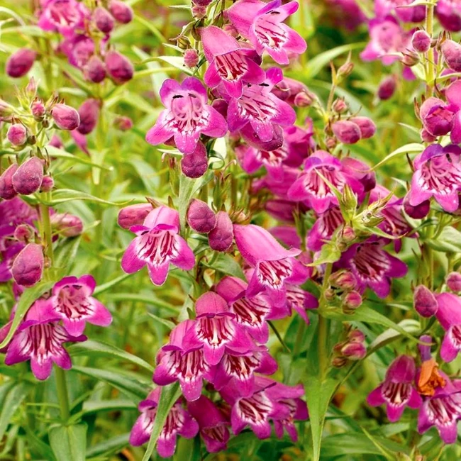 Penstemon hybrida 'Harlequin Violet' / Bugatölcsér