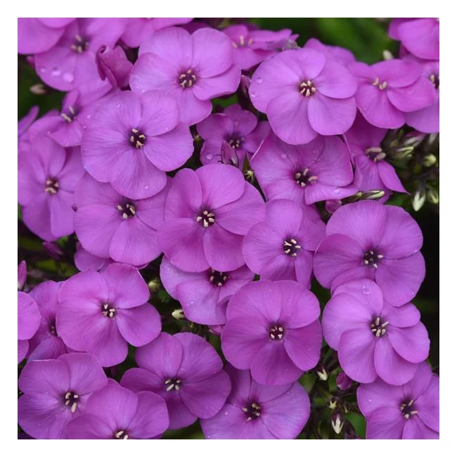 Phlox paniculata 'Ka-Pow Purple' / Bugás lángvirág