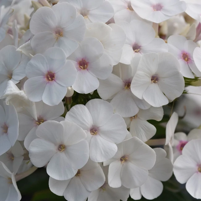 Phlox paniculata 'Ka-Pow White' / Bugás lángvirág