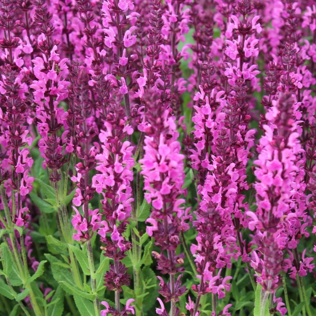 Salvia nemarosa 'Pink Nebula' / Ligeti zsálya