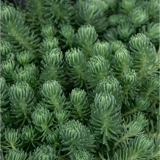 Sedum anopetalum 'Green Ball' / Vajsárga varjúháj