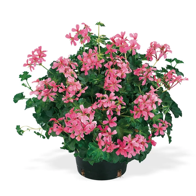 Decora rózsaszín