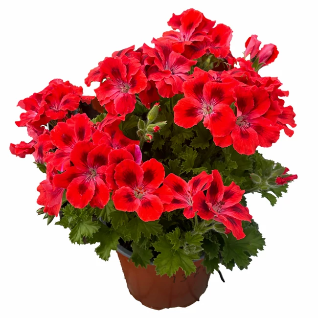 Candy Flowers Scarlet Eye