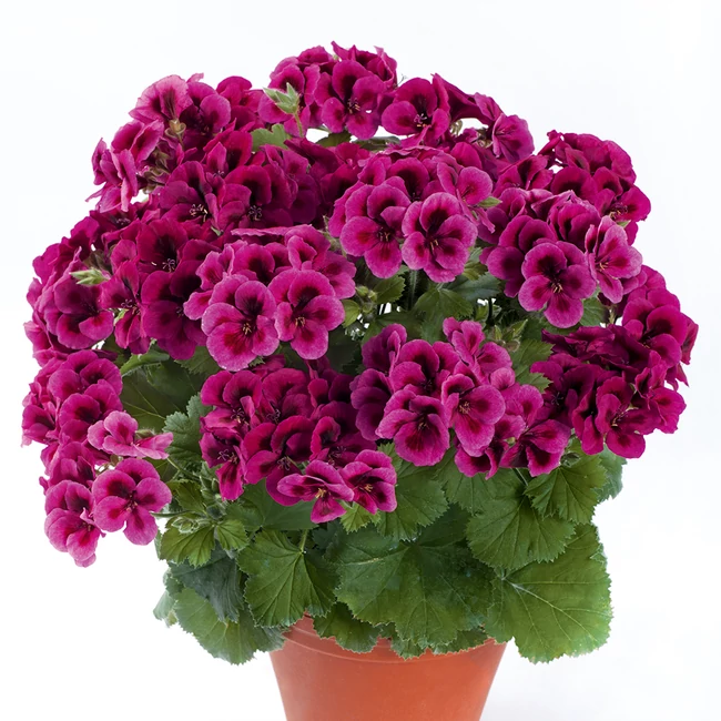 Candy Flowers Deep Violet