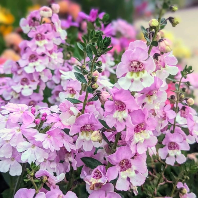 Angelonia Alonia Big Bicolor Pink / Keskenylevelű angyalfüzér