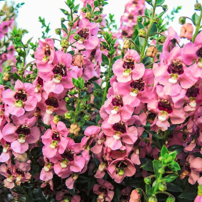 Angelonia Angelos Pink / Keskenylevelű angyalfüzér