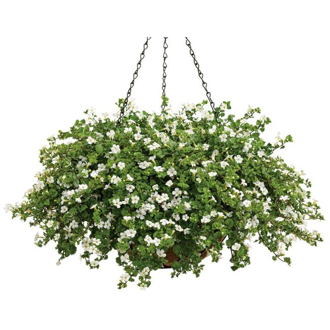 Bacopa Scopia Snowflakes / Bakopa