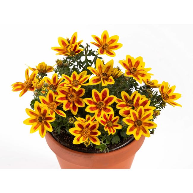 Bidens 'Sunbird Double Yellow Red' / Balkon aranya