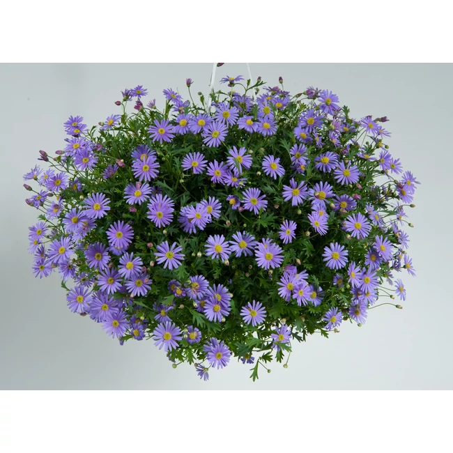 Brachyscome Brasco Violet / Ausztrál százszorszép