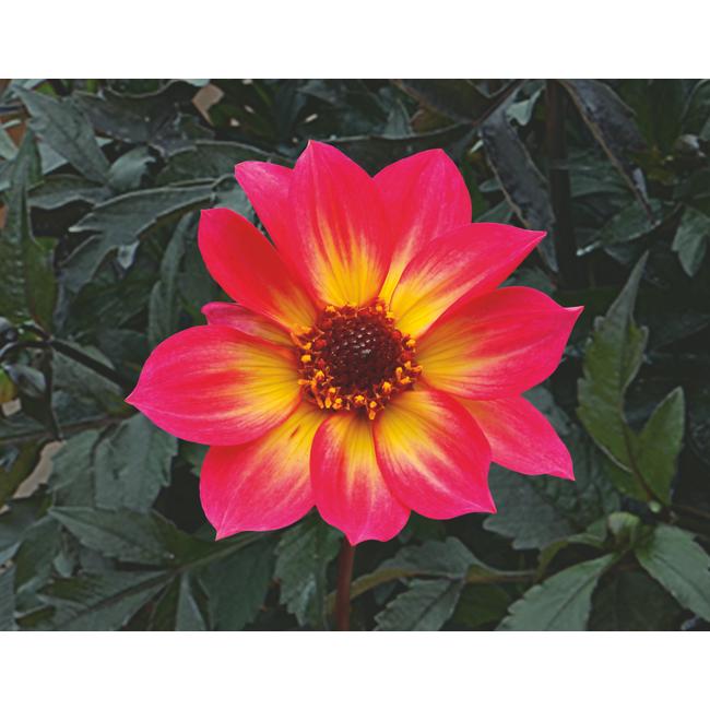 Dahlia Mystic Sparkler / Óriás dália