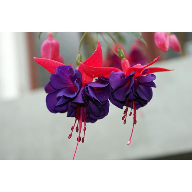 Fuchsia Maori Maid / Óriásvirágú fukszia