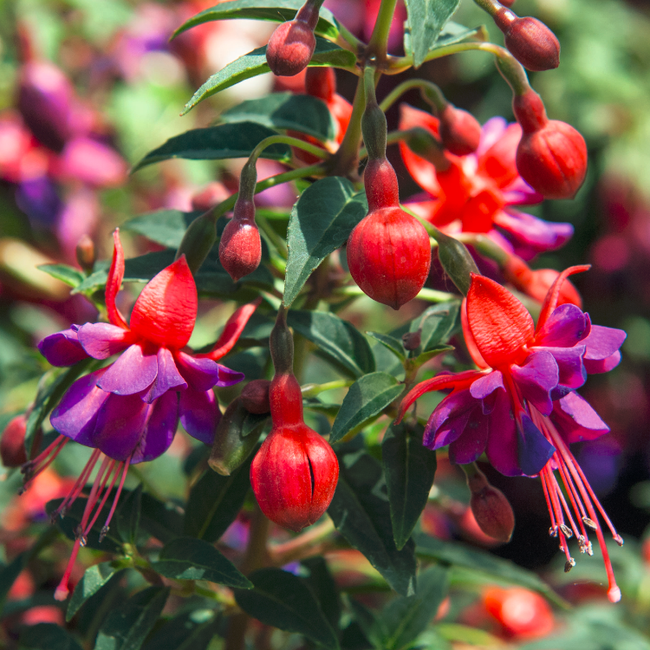 Fuchsia Shadowdancer Naomi / Korai fukszia