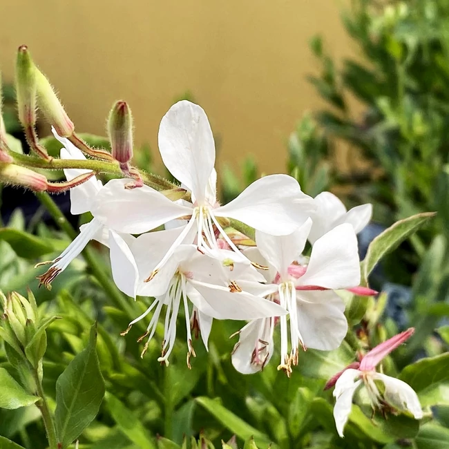 Gaura lindheimeri EVERLAST 'White' / Évelő díszgyertya