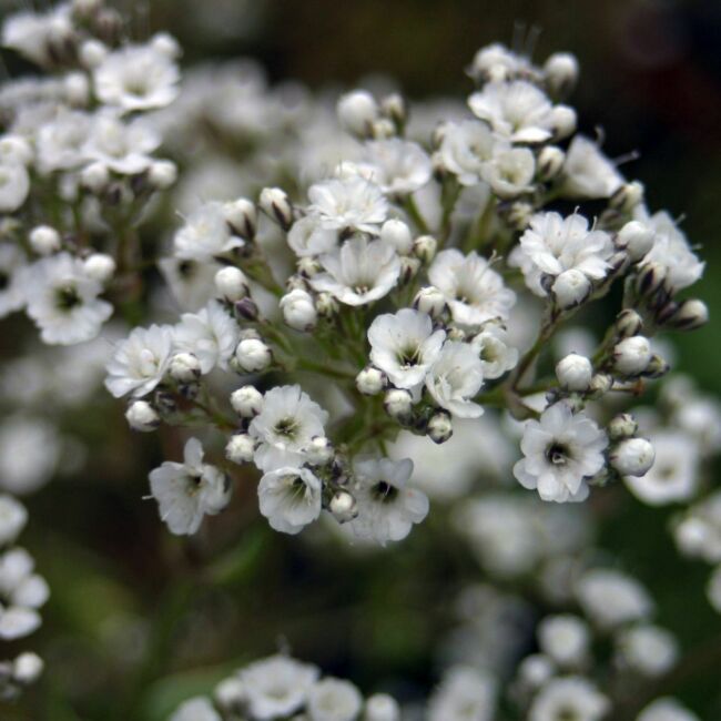 Gypsophila Festival White / Buglyos fátyolvirág