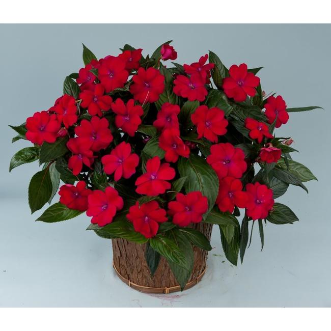 Impatiens Sun Harmony Magenta / Naptűrő nebáncsvirág