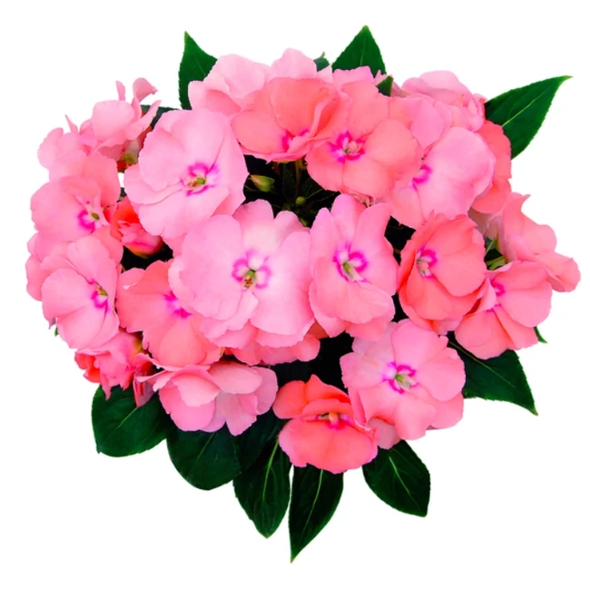 Impatiens Paradise 'Nosara' / Korai, nagy virágú nebáncsvirág