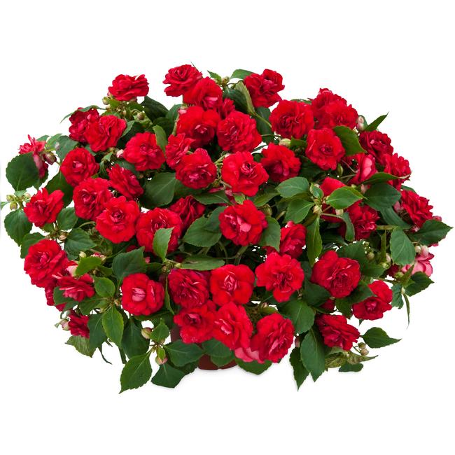 Impatiens Musica Elegant Red / Telt virágú nebáncsvirág