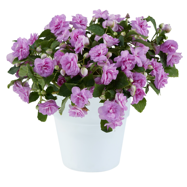 Impatiens Musica Lavender / Telt virágú nebáncsvirág
