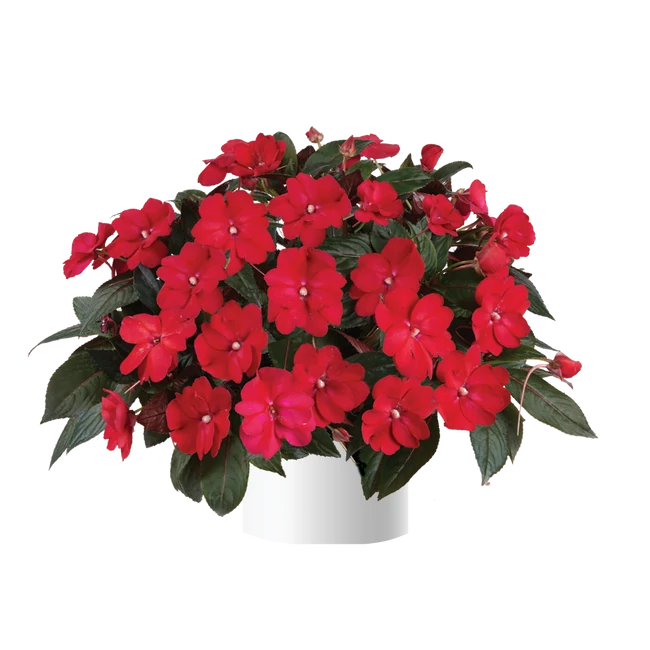 Impatiens Sol Luna 'Red' / Nap- és hőtűrő nebáncsvirág