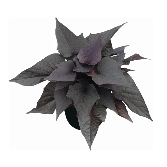 Ipomoea Sweetheart Jet Black / Édesburgonya, 