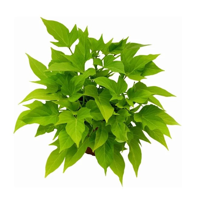 Ipomoea Sweet Caroline Light Green / Édesburgonya, 