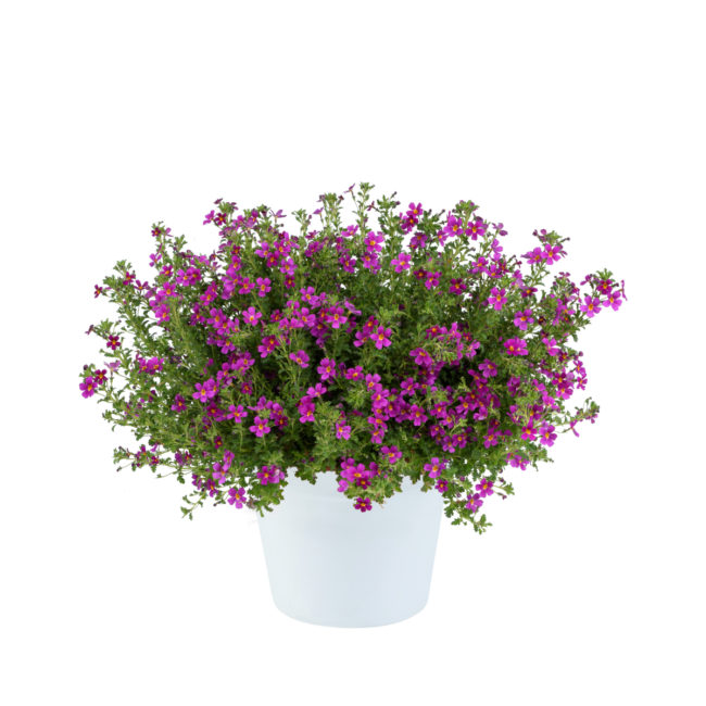 Jamesbrittenia Stardom Purple / Lila bacopa