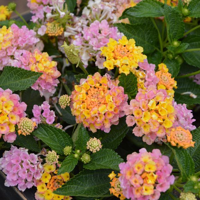 Lantana Calippo Vintage / Sétányrózsa