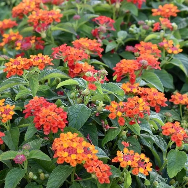 Lantana GEM 'Compact Orange Fire' / Sétányrózsa