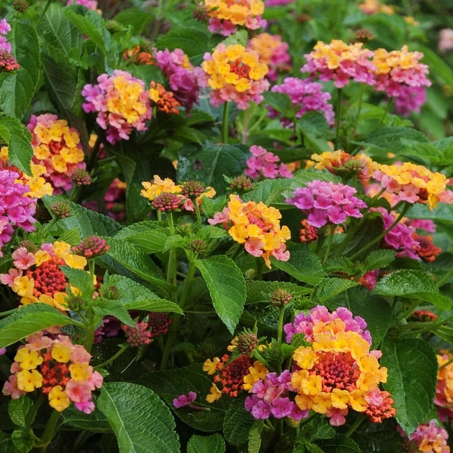 Lantana GEM 'Compact Pink Opal' / Sétányrózsa