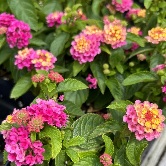 Lantana GEM 'Diva Pink' / Sétányrózsa