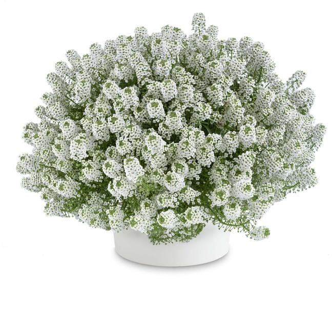 Lobularia Snow Stream / Illatos ternye vagy mézvirág