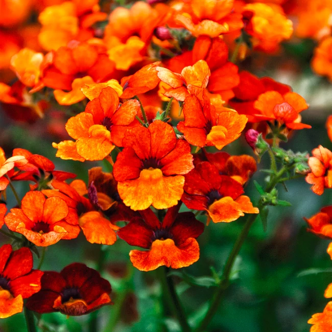 Nemesia Sunsatia Plus 'Blood Orange' / Vörösbegyvirág