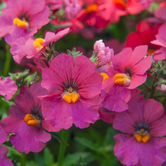 Nemesia Sunsatia Plus 'Ciruela' / Vörösbegyvirág