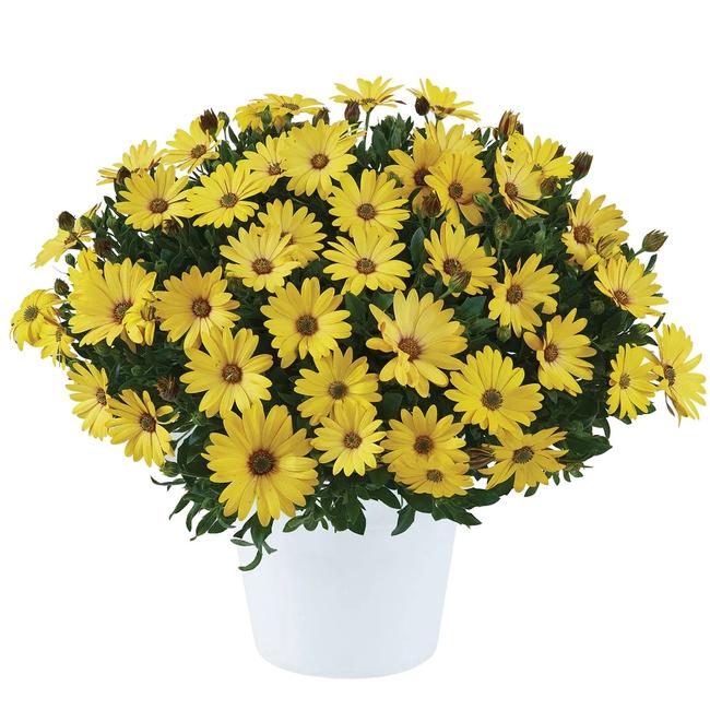 Osteospermum ecklonis 'Osticade Yellow' / Cseppecskevirág