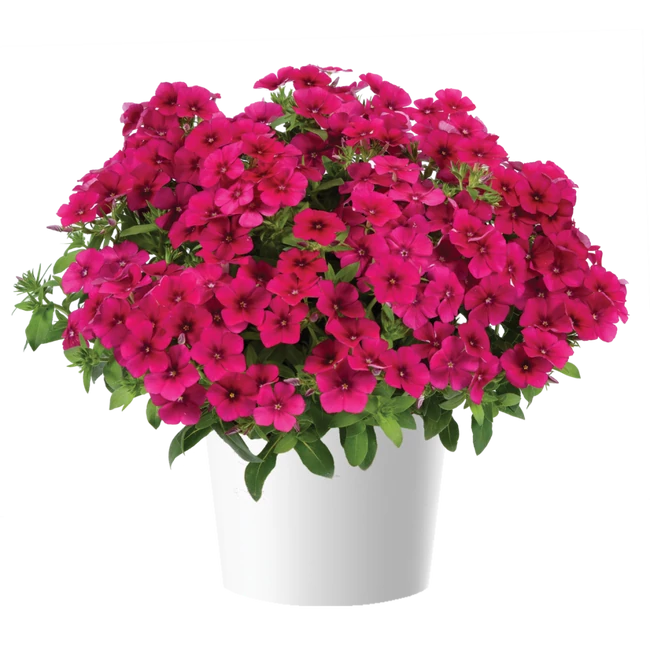 Phlox PHLOXSTAR 'Magenta' / Lángvirág