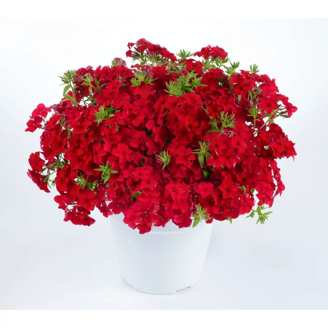 Phlox PHLOXSTAR 'Red' / Lángvirág