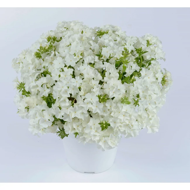 Phlox PHLOXSTAR 'White' / Lángvirág