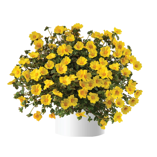 Portulaca Mega Pazzaz Gold / Porcsinrózsa