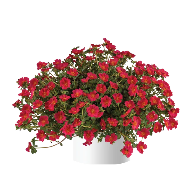 Portulaca Mega Pazzaz Dark Pink / Porcsinrózsa