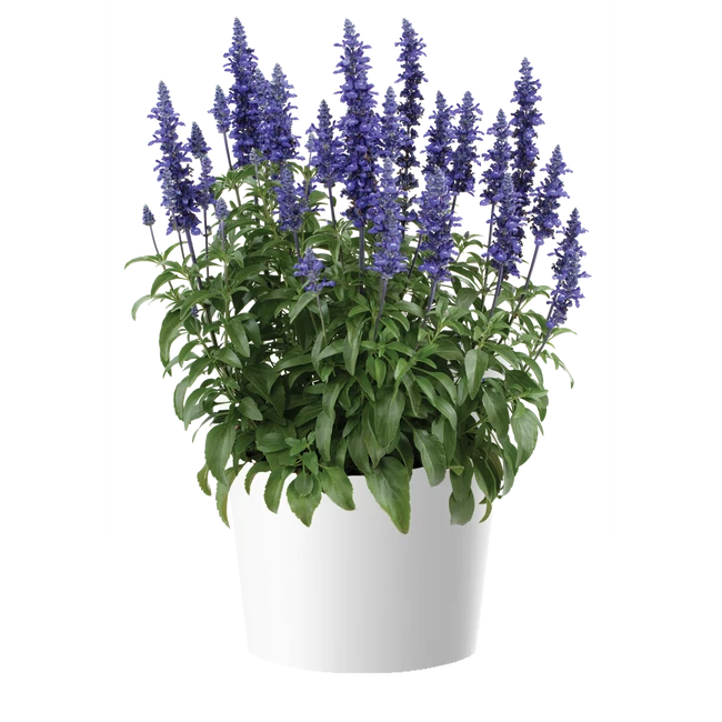 Salvia farinacea 'Sallyfun Blue Lagoon' / Lisztes zsálya