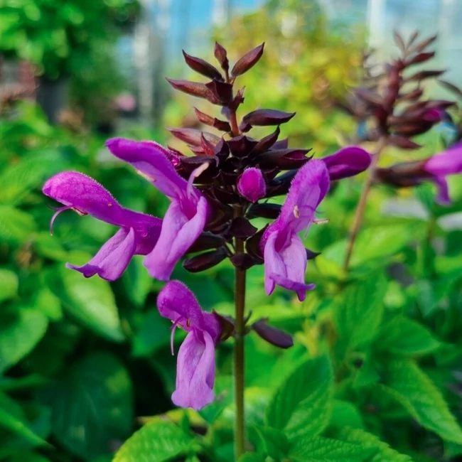 Salvia hybrida Rockin 'Lavender' / Zsálya