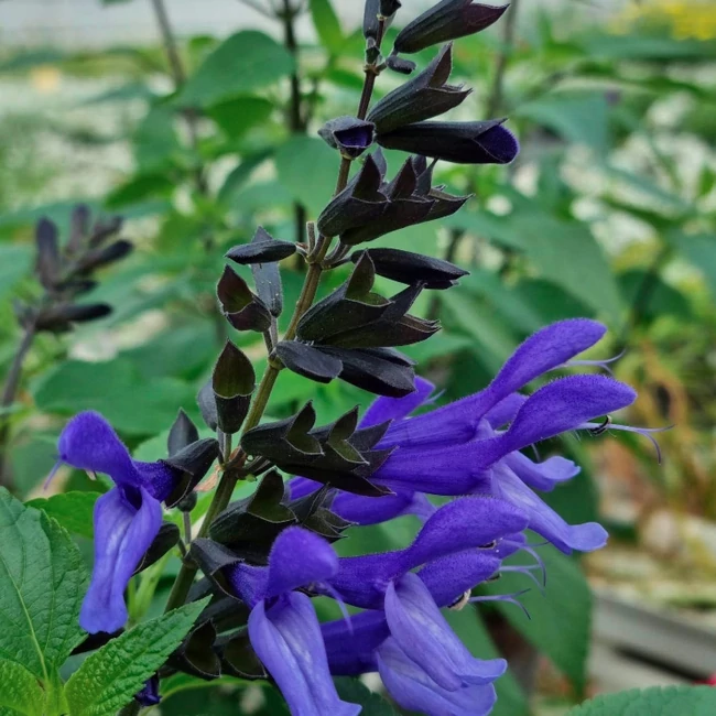 Salvia hybrida Rockin 'True Blue' / Zsálya