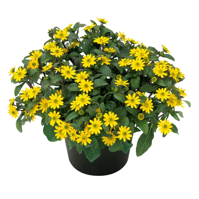 Sanvitalia Superbini / Heverő tömpevirág