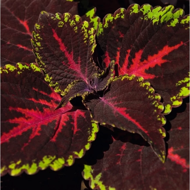 Plectranthus Torch Light / Virágcsalán, kóleusz