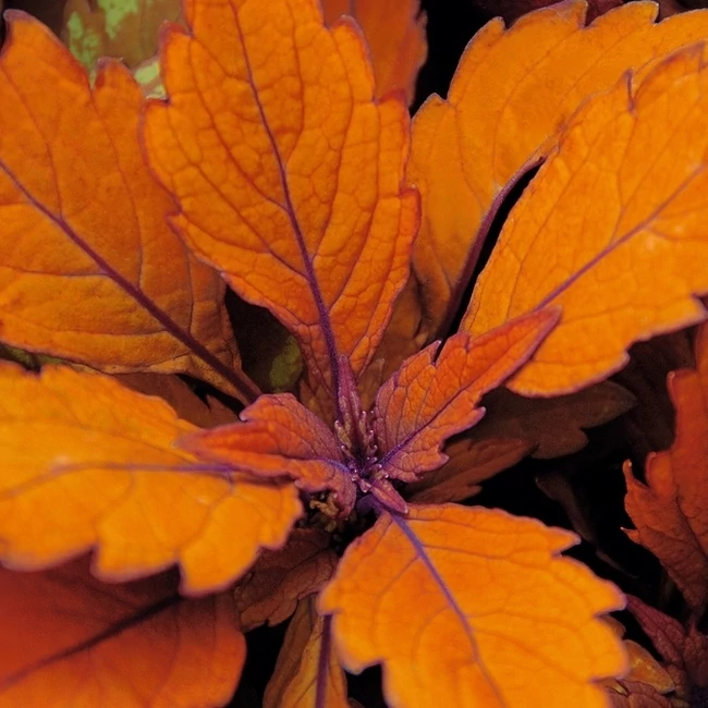 Plectranthus Wicked Hot / Virágcsalán, kóleusz