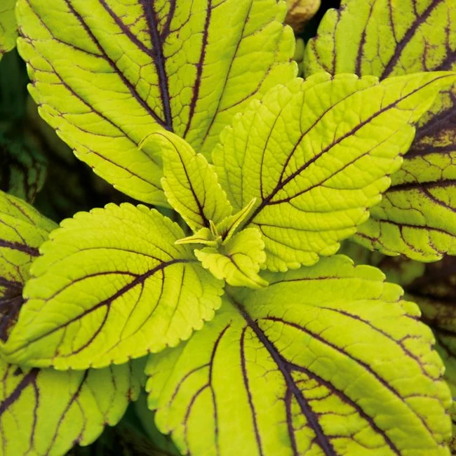 Plectranthus Caiprinha / Virágcsalán, kóleusz