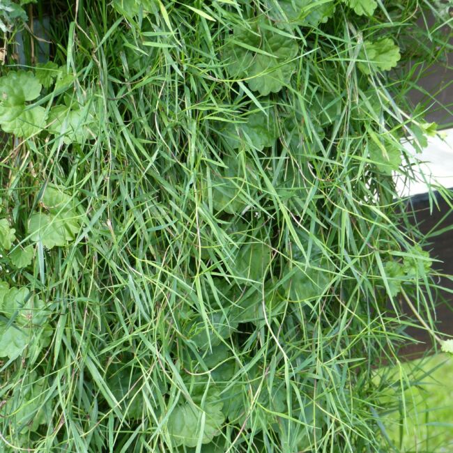 Agrostis stolonifera 'Green Twist' / Tarackos tippan